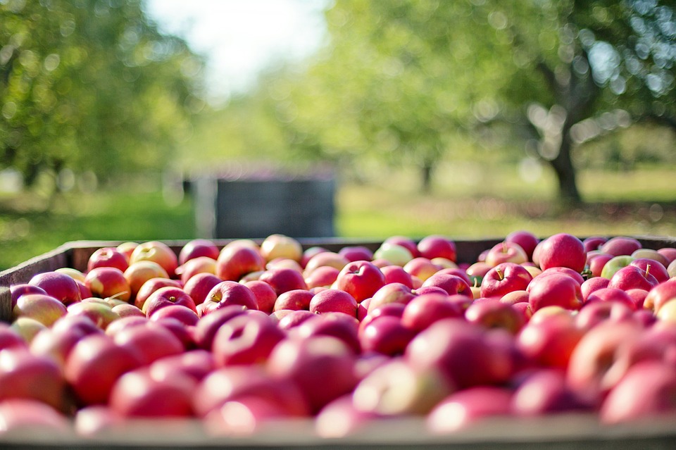 Agrofood